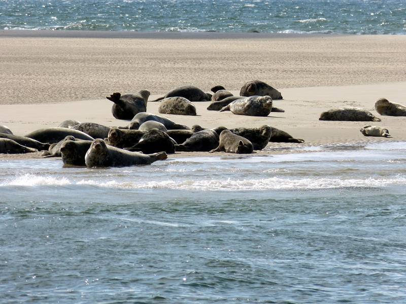 Strandurlaub Callantsoog LekkerNaarZee
